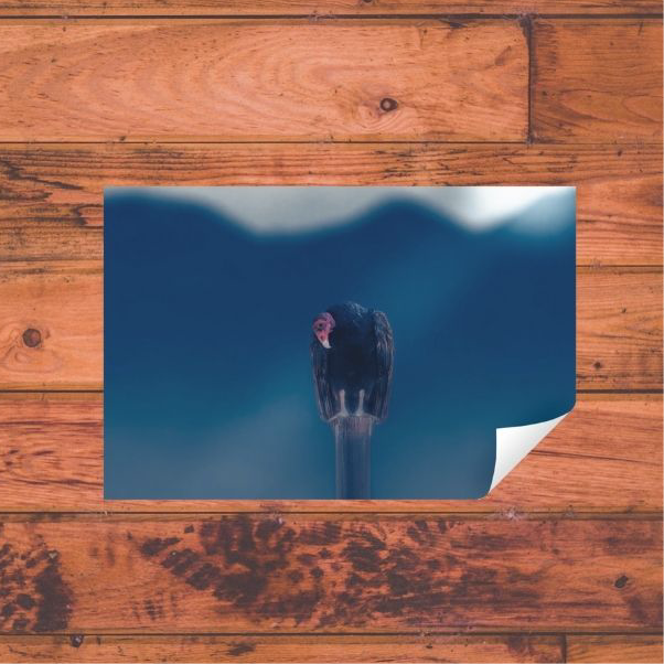 Mr. Lonely | Fine Art Turkey Vulture Photography Print