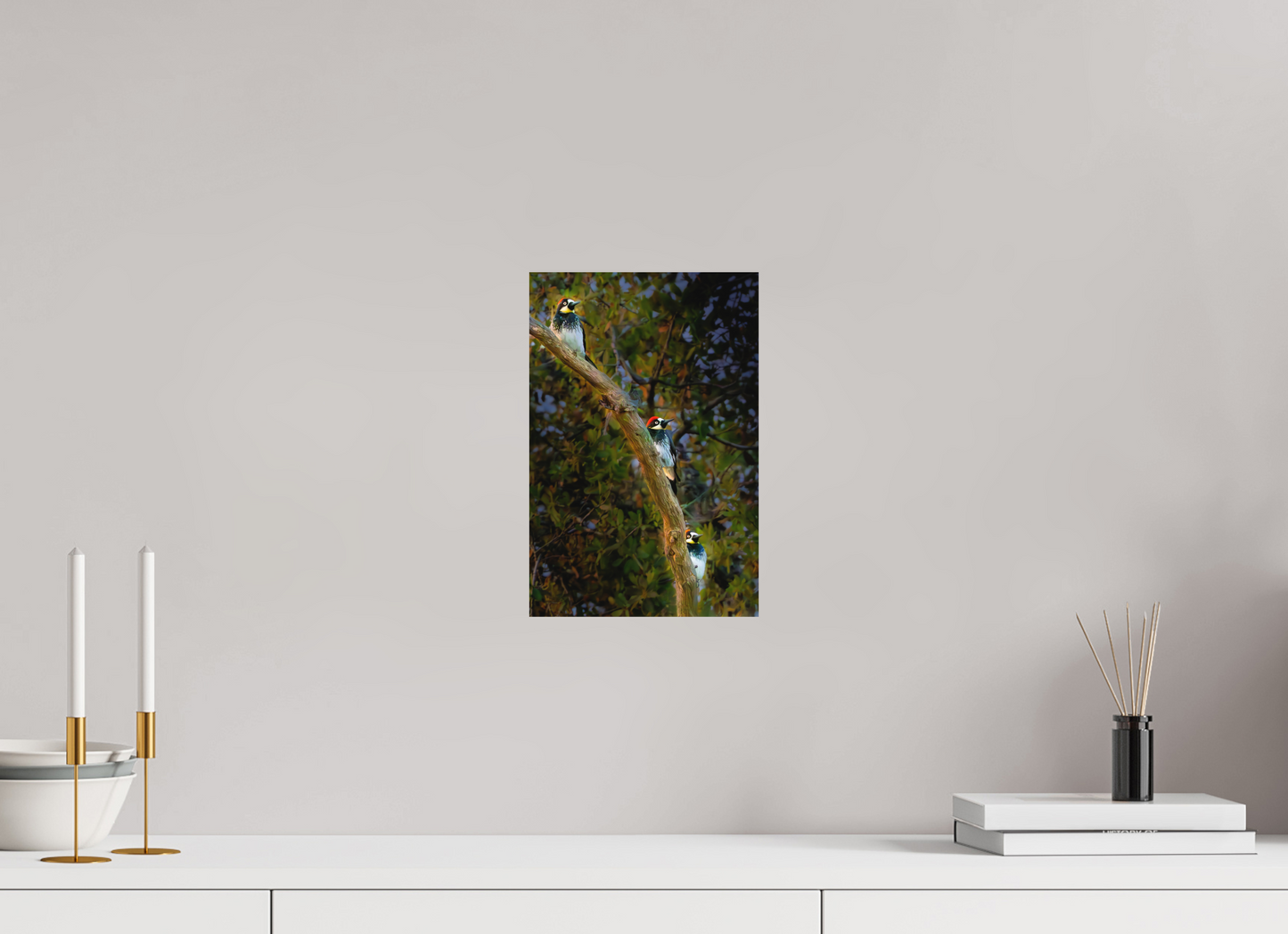 Three Acorn Woodpeckers | Fine Art Wildlife Photography Print