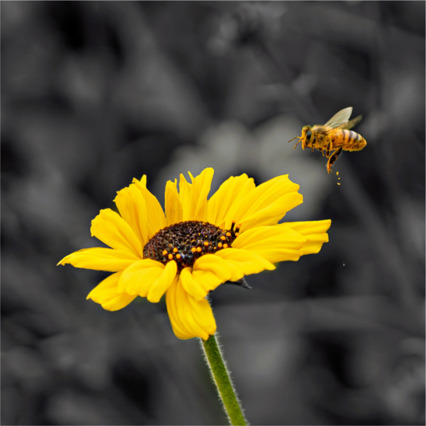 Bee Flying to Sunflower | Fine Art Nature Photography Print