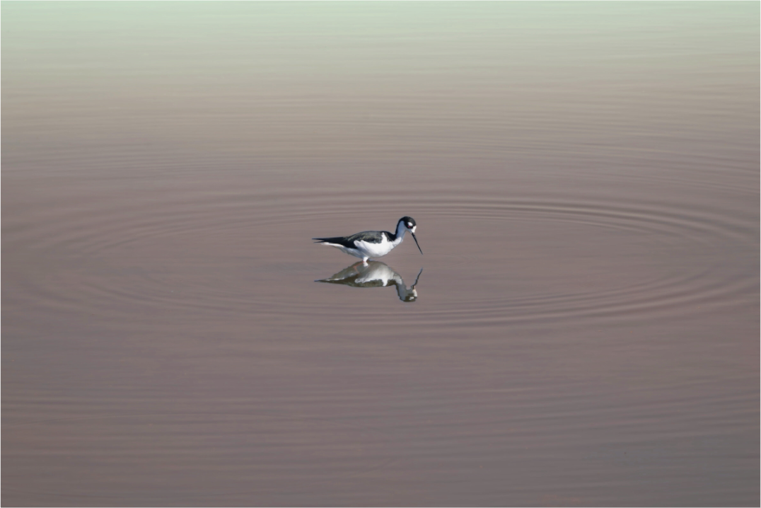 Black-necked Stilt | Reflection in Still Water | Fine Art Wildlife Photography Print