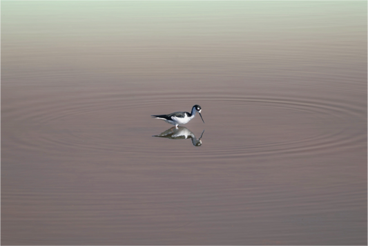 Black-necked Stilt | Reflection in Still Water | Fine Art Wildlife Photography Print