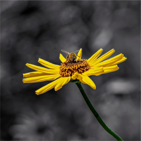 Bee on Sunflower | Fine Art Nature Photography Print