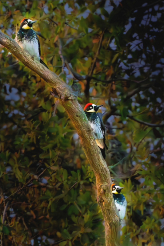 Three Acorn Woodpeckers | Fine Art Wildlife Photography Print