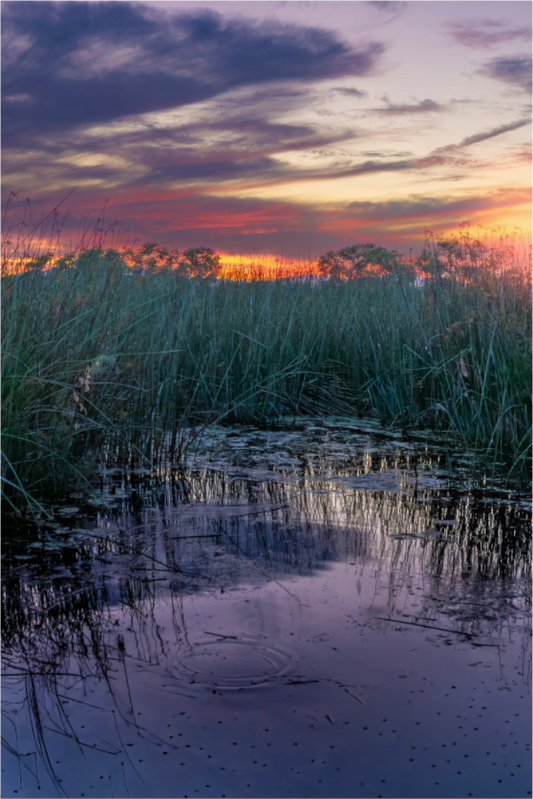 Sunset Through the Reeds | Fine Art Nature Photography Print