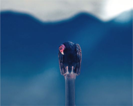 Mr. Lonely | Fine Art Turkey Vulture Photography Print