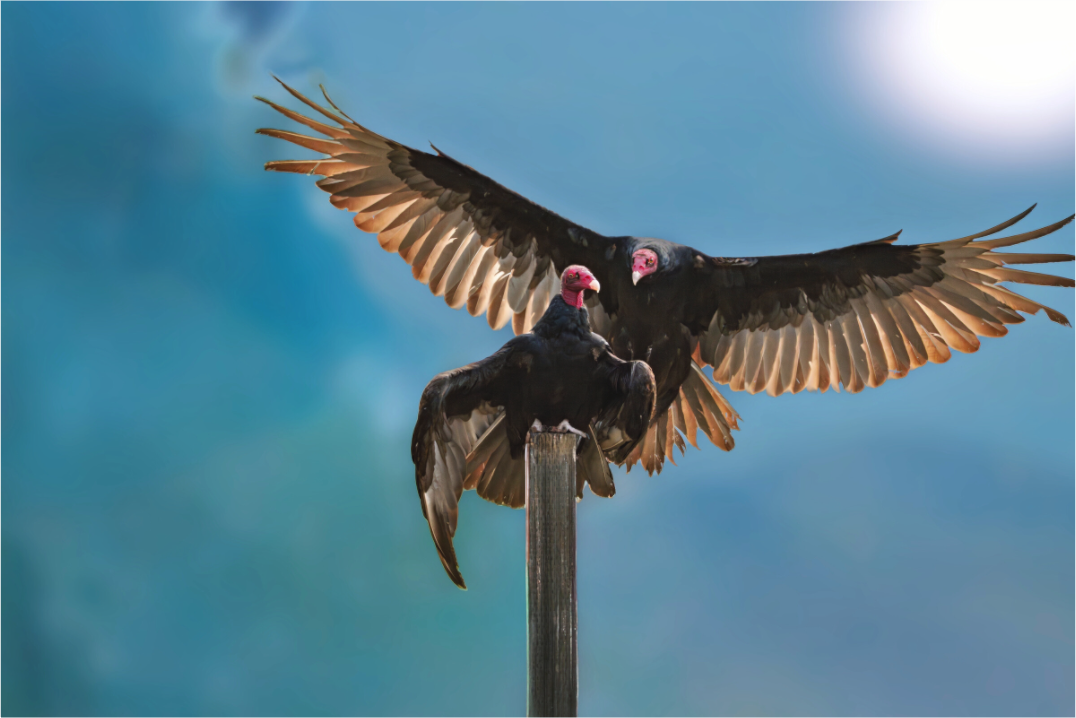 Claiming the Post | Fine Art Turkey Vulture Photography Print