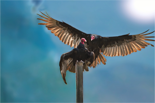 Claiming the Post | Fine Art Turkey Vulture Photography Print