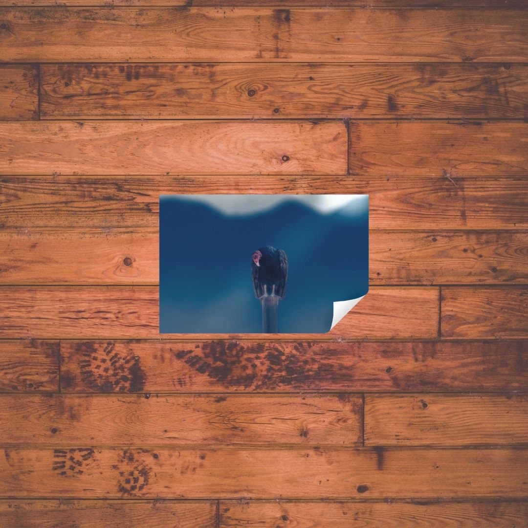 Mr. Lonely | Fine Art Turkey Vulture Photography Print