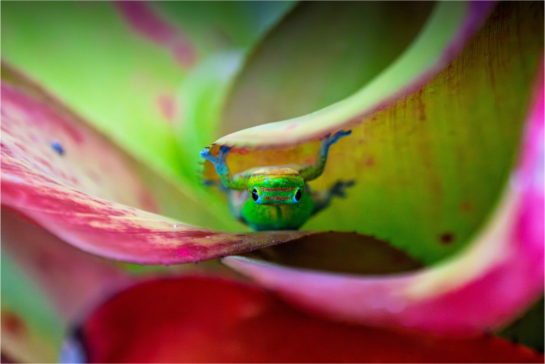 Gecko on Bromeliad Plant | Kona, Hawaii | Fine Art Wildlife Photography Print