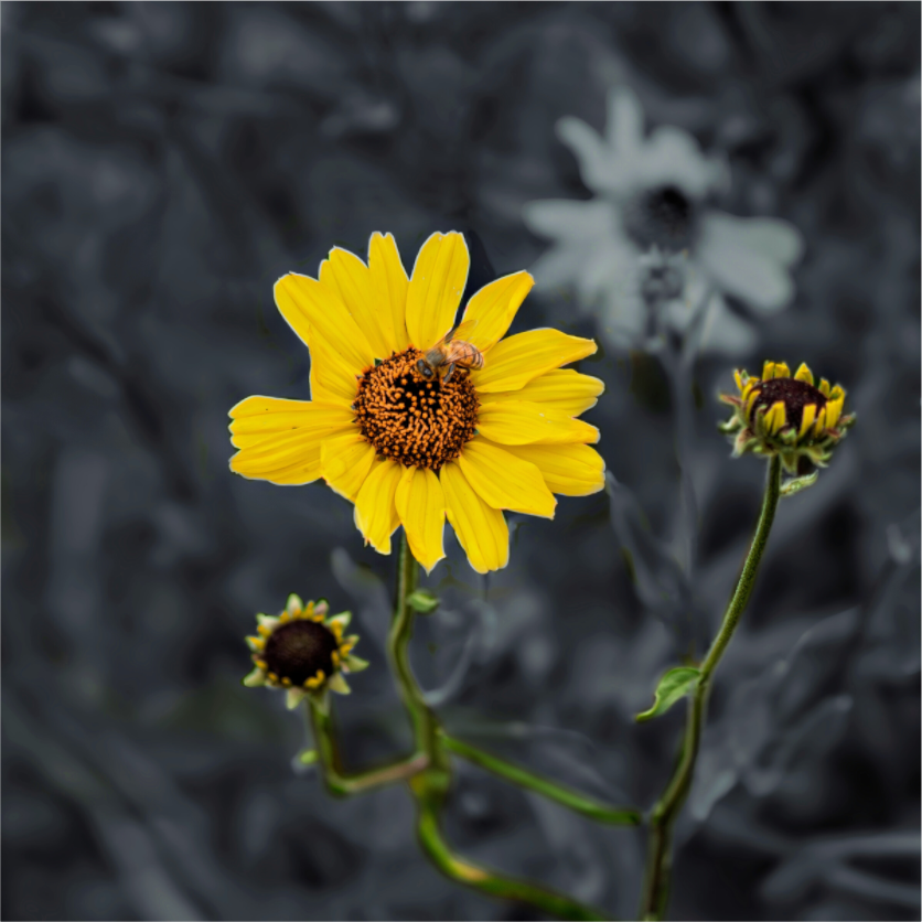 Bee on Sunflower with Plants | Fine Art Nature Photography Print